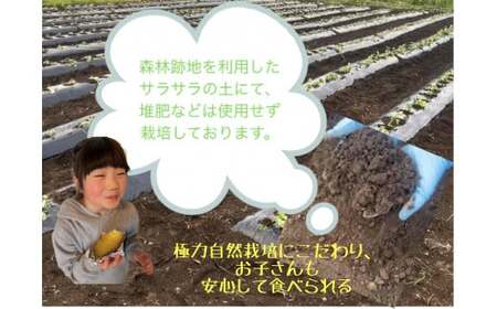 【 予約受付 2025年産 】 厳選 さつまいも シルクスイート 3kg 国産 サツマイモ さつま芋 秋 野菜 岩手県 北上市 齋藤 智仁 B0400 さいとう農園  産地直送 ※令和7年9月下旬より
