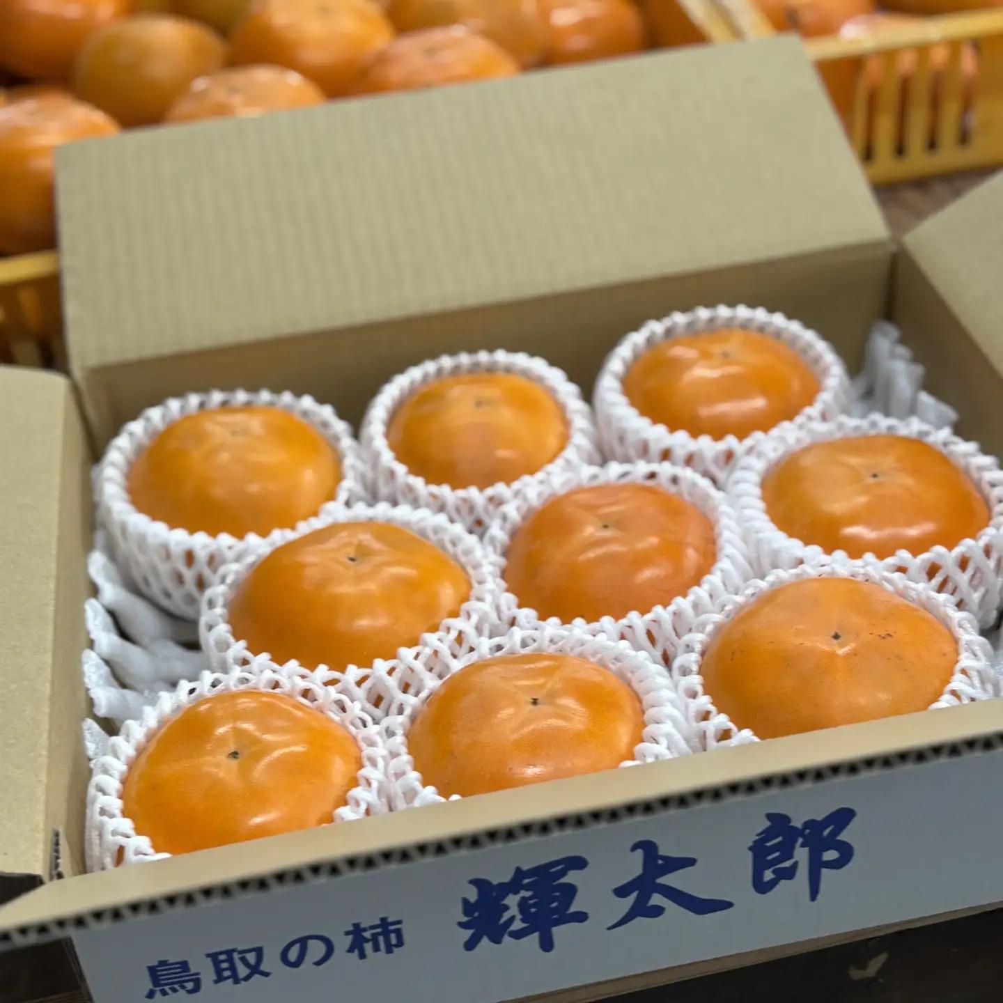 Y1062 輝太郎（赤秀）3kg