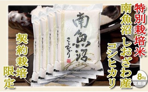 【令和8年産　新米予約】【定期配送８Kg×３ヶ月】特別栽培 生産者限定  南魚沼しおざわ産コシヒカリ【定期便 銘柄米 ブランド米 精米 こしひかり コシヒカリ 魚沼産 新潟米 産地直送】【2026年10月上旬から1ヶ月以内に順次発送予定】