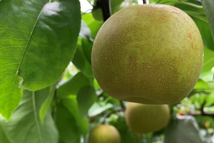 <梨の王様>庄内梨 新高 5kg(5~8玉)【2025年10月上旬頃より発送】