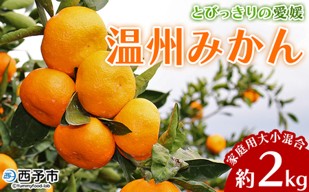 ＜とびっきりの愛媛 温州みかん 約2kg（家庭用大小混合）＞ 訳あり 家庭用 果物 柑橘 フルーツ 蜜柑 うんしゅうみかん ウンシュウミカン 特産品 片山果樹園 食べて応援 西宇和 愛媛県 西予市【常温】『2026年11月下旬～12月下旬迄に順次出荷予定』MKK0006