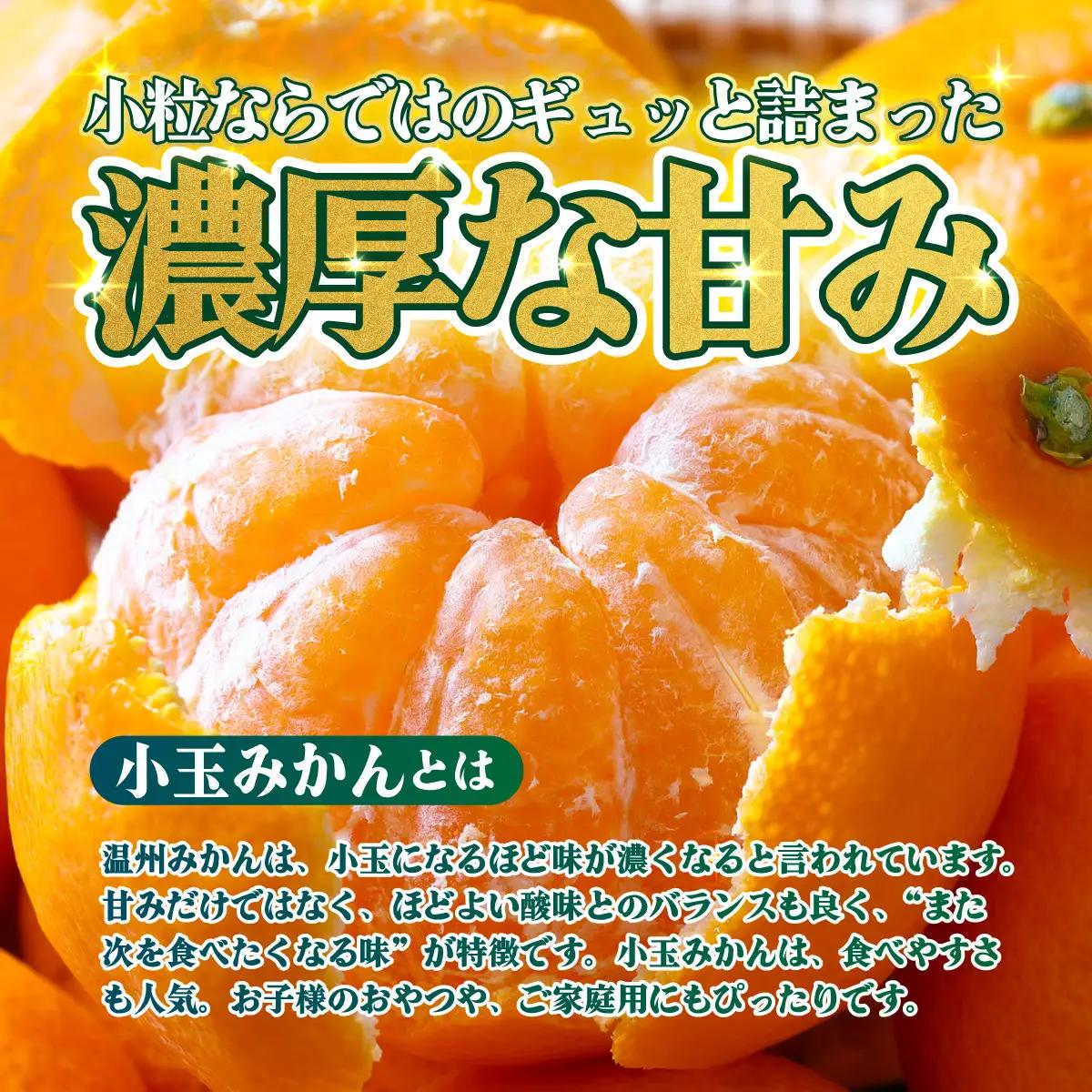 ＜【訳あり】愛媛県産 小玉みかん 約2kg＞『2026年11月上旬～1月下旬迄順次発送予定』 わけあり 訳アリ 濃厚 甘い 小さい こだま みかん 蜜柑 訳あり 果物 くだもの フルーツ ミカン 果汁