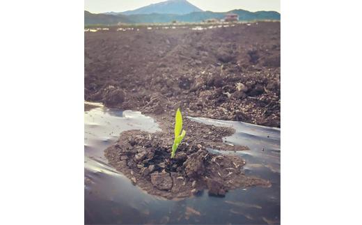 小さいトウモロコシの芽です。これからどんどん大きくなります。