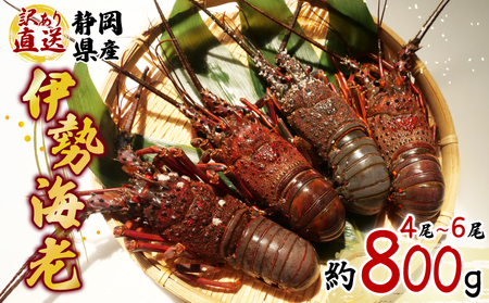 【 訳あり 】 伊勢海老 4尾 ～ 6尾 約 計800g 相当 伊勢海老