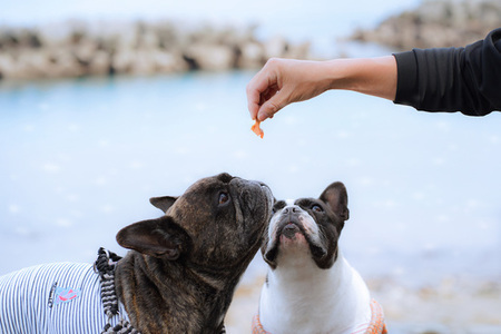 漁師の一本釣り イヌジャーキー [大] 30g 2袋セット 犬用 ペット おやつ かつお 鰹 ジャーキー ペットフード