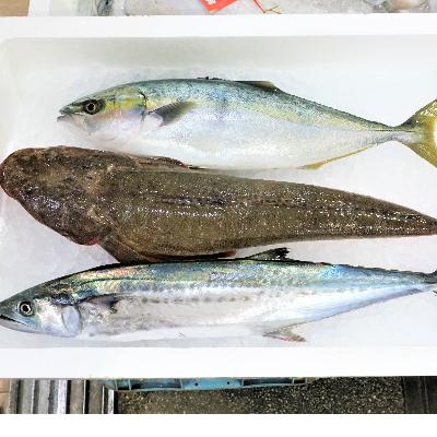 ふるさと納税 越前町 越前港直送　　朝獲れお魚詰め合わせ　　　3種類 |  | 02