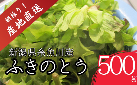 【期間限定】令和8年産 旬の山菜 ふきのとう（少し開いたもの）500g【朝採れ 産地直送 新潟県 糸魚川市 山菜 フキノトウ 野菜 能生谷 おおかやば山菜園】