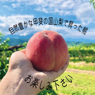 桃 『白桃系さくら』 約2kg 5～8玉 朝もぎ 直送! 選び抜かれた桃【配送不可地域：離島】