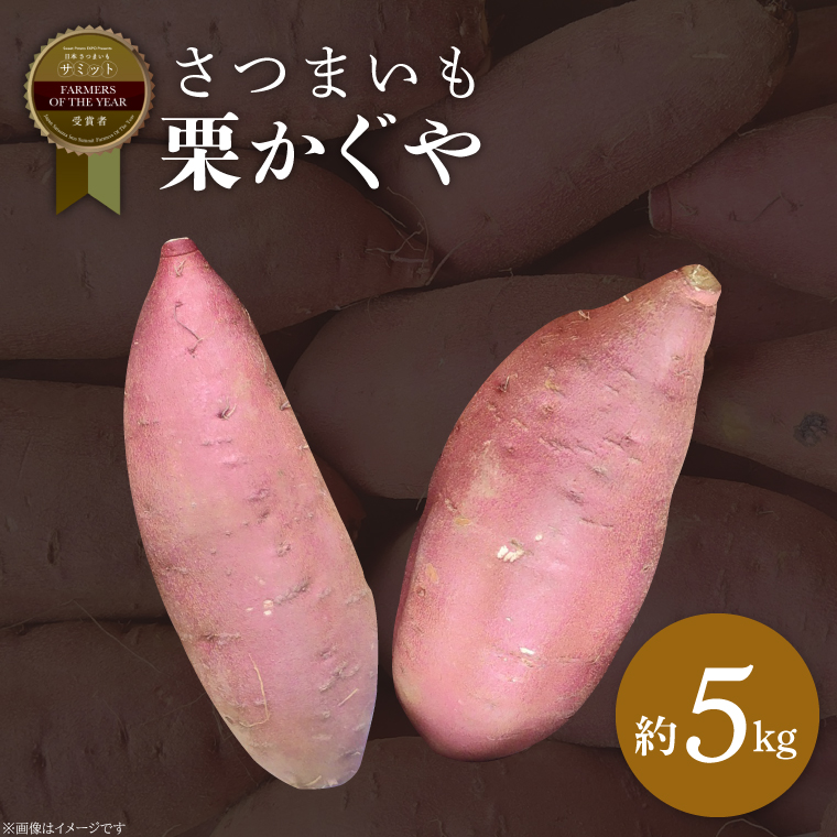 さつまいも 栗かぐや 約5kg｜茨城県 行方市 ふるさと納税 芋 いも さつまいも サツマイモ さつま芋 お芋 おいも 栗かぐや 5kg 10000円 1万円 渋谷農園 さつまいも博(BZ-50)