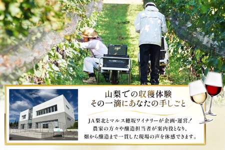 ワイン 収穫体験＆ワインセット 12本×5名 計60本 5名様 参加券 ワイナリー [本坊酒造マルス穂坂ワイナリー 山梨県 韮崎市 20745172]