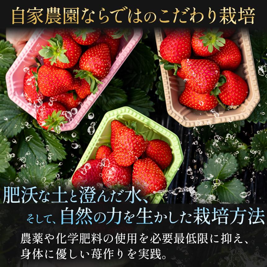 [1月以降発送] [期間限定] 栃木県産 いちご ロイヤルクイーン12～15粒 先行予約 選べる発送月｜栃木県産 矢板市産 フルーツ スイーツ デザート 果物 果実 産地直送 栃木県 矢板市 【1月以