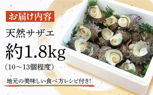 天然活サザエ 約1.8kg（10-13個程度）【株式会社ひらど新鮮市場】[KAB006]/ 長崎 平戸 魚介類 天然 サザエ