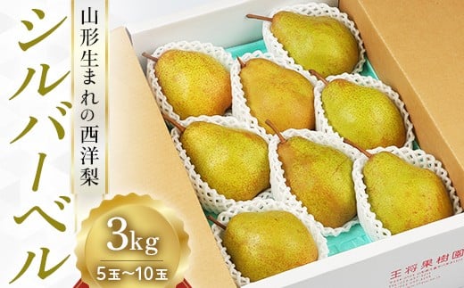 《先行予約 2025年度発送》【王将果樹園】西洋梨シルバーベル3kg～山形生まれの西洋梨～  なし ナシ 梨 デザート フルーツ 果物 くだもの 果実 食品 山形県 FSY-1904