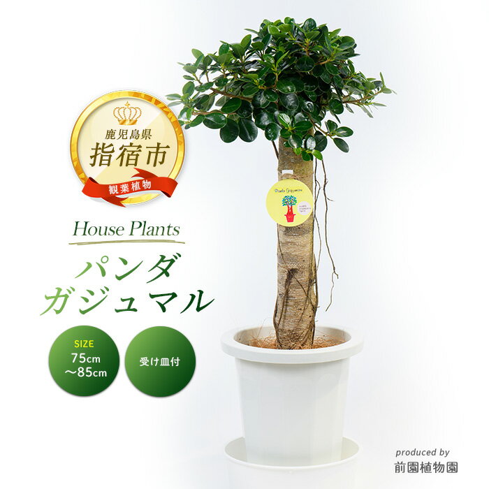 【ふるさと納税】パンダガジュマル(高さ75cm〜85cm) ※北海道・沖縄・離島配送不可※ ガジュマル 観葉植物 鉢 おしゃれ インテリア グリーン 大型 【前園植物園】