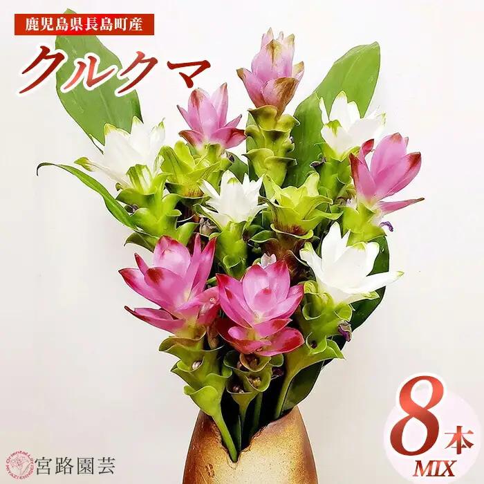 【期間限定】宮路園芸 夏を彩るクルクマ 8本ミックスセット 【宮路園芸】miyaji-1648