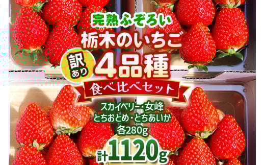 訳あり 完熟ふぞろい 栃木のいちご4品種 食べ比べセット｜スカイベリー 女峰 とちおとめ とちあいか いちご イチゴ 苺 フルーツ 果物 アソート 産地直送 訳あり品 矢板市産 栃木県産 澳原いちご農園 [0621]