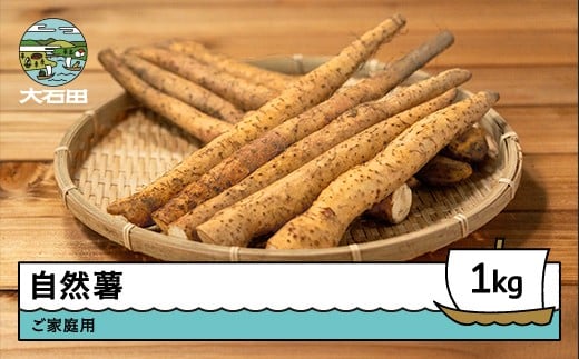 
            雪国育ちの自然薯 ご家庭用 スティック 約1㎏ 野菜 やまいも じねんじょ 山形県 大石田町産 oz-ziwxx1000
          