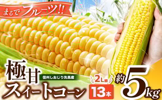 
            【2025年分先行予約】極甘スイートコーン 5㎏ 2L級 13本（高原野菜の名産地　信州しおじり洗馬産）【8月上旬頃～順次発送予定】| 野菜 やさい とうもろこし スイートコーン 長野県 塩尻市
          