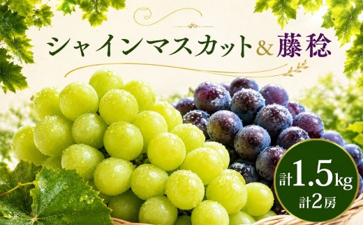 食べ比べ シャインマスカット1房 藤稔1房 約1.5kg 2026年 先行予約 数量限定 | シャインマスカット ぶどう 葡萄 グレープ 果物 フルーツ 甘い おいしい 大房 旬 農家直送 新規就農 限定 果樹 高級果物 お取り寄せ 新鮮 人気品種 デザート スイーツ 美味しい ギフト 人気 くまさん農園 埼玉県 久喜市