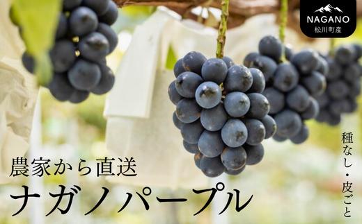 
            ぶどう ナガノパープル  贈答 約1.3kg ～ 約1.8kg（種なし・皮ごと） ／8月下旬頃〜発送 // 長野県 南信州 松川町 種なし 皮ごと 葡萄 ぶどう ブドウ 高級ぶどう 産地直送 農家直送 贈答 新鮮 ナガノパープル 果物 フルーツ 約2kg KG03 KG04 KG15
          