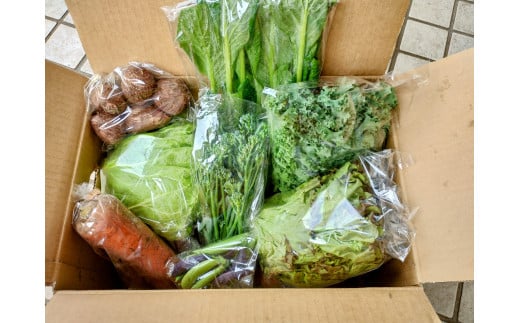 訳あり 旬 の 野菜セット 8品 種類おまかせ 旬 野菜 やさい yasai ヤサイ 野菜セット やさいセット 旬の野菜 お野菜 健康 果樹 栽培 自然 春野菜 夏野菜 秋野菜 冬野菜 不揃い おまか