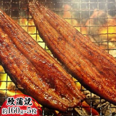 【ふるさと納税】浜名湖産鰻　蒲焼 約160g×5本 セット 土用の丑の日 丑の日 うなぎ 浜松 静岡県産 　お届け：順次発送となります。