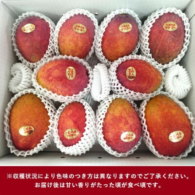 【2025年6月~8月の発送】優品アーウィンマンゴー5kg(8~12玉)【配送不可地域:離島】
