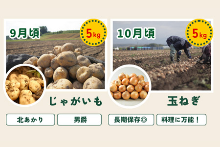 旬の野菜セット 5回 定期便  野菜 百合 美瑛の四季【令和8年産予約受付】 