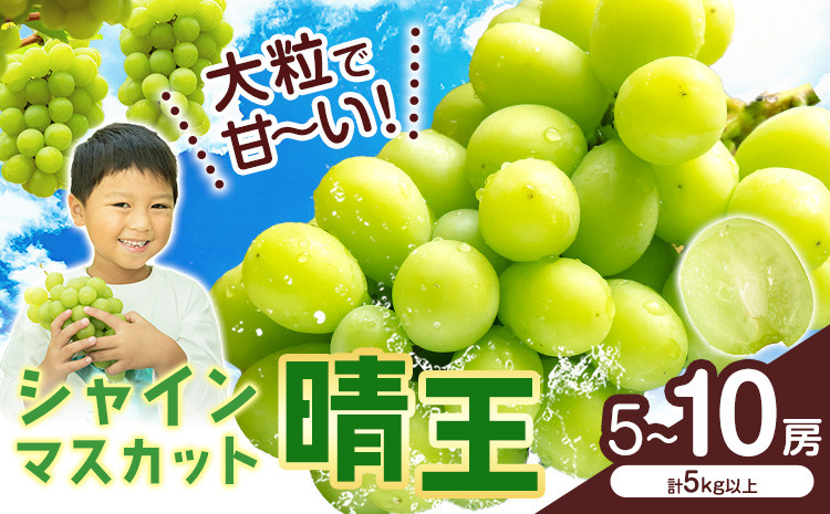 
            シャインマスカット【晴王】 岡山県産 5〜10房(計5kg以上)【先行予約】 株式会社Myself《2025年9月上旬-11月上旬頃出荷》マスカット 送料無料 岡山県 浅口市 ぶどう フルーツ 果物 贈り物 ギフト
          