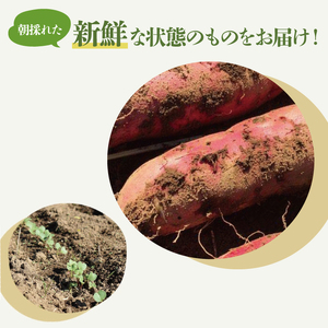 訳あり さつまいも 5kg 生いも 普通栽培 紅はるか さつまいも