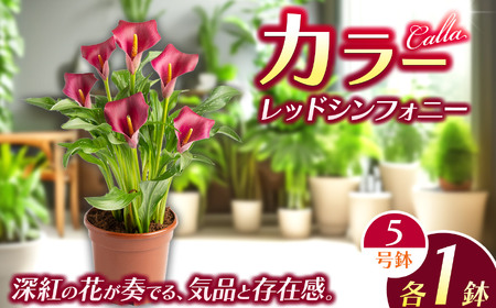 観賞用 花 カラー (5号) レッドシンフォニー | 栃木県 下野市