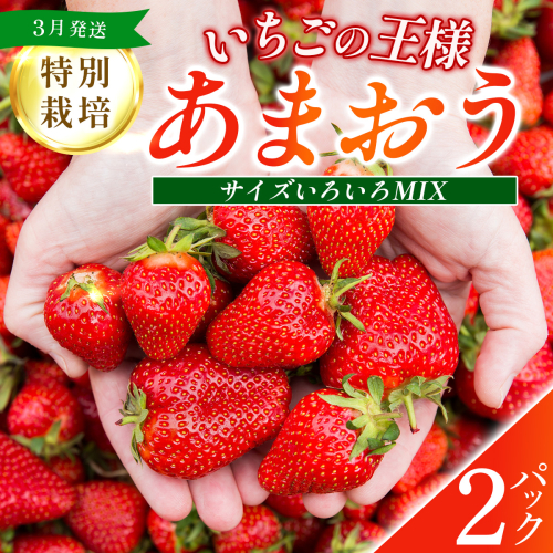 福岡県産 特別栽培 あまおう サイズいろいろMIX 約570g（約285g×2パック）【3月発送】　農園直送 アフター保証 先行予約 福岡産 送料無料 ケーキ ギフト お祝い 限定 季節限定 UN006