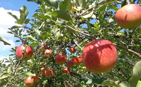 *【2025年先行予約】シナノスイート 5kg ｜ マルヒラ農園 リンゴ りんご 林檎 果物 フルーツ 果実 果汁 シナノスイート しなのすいーと 長野県 松川村 信州