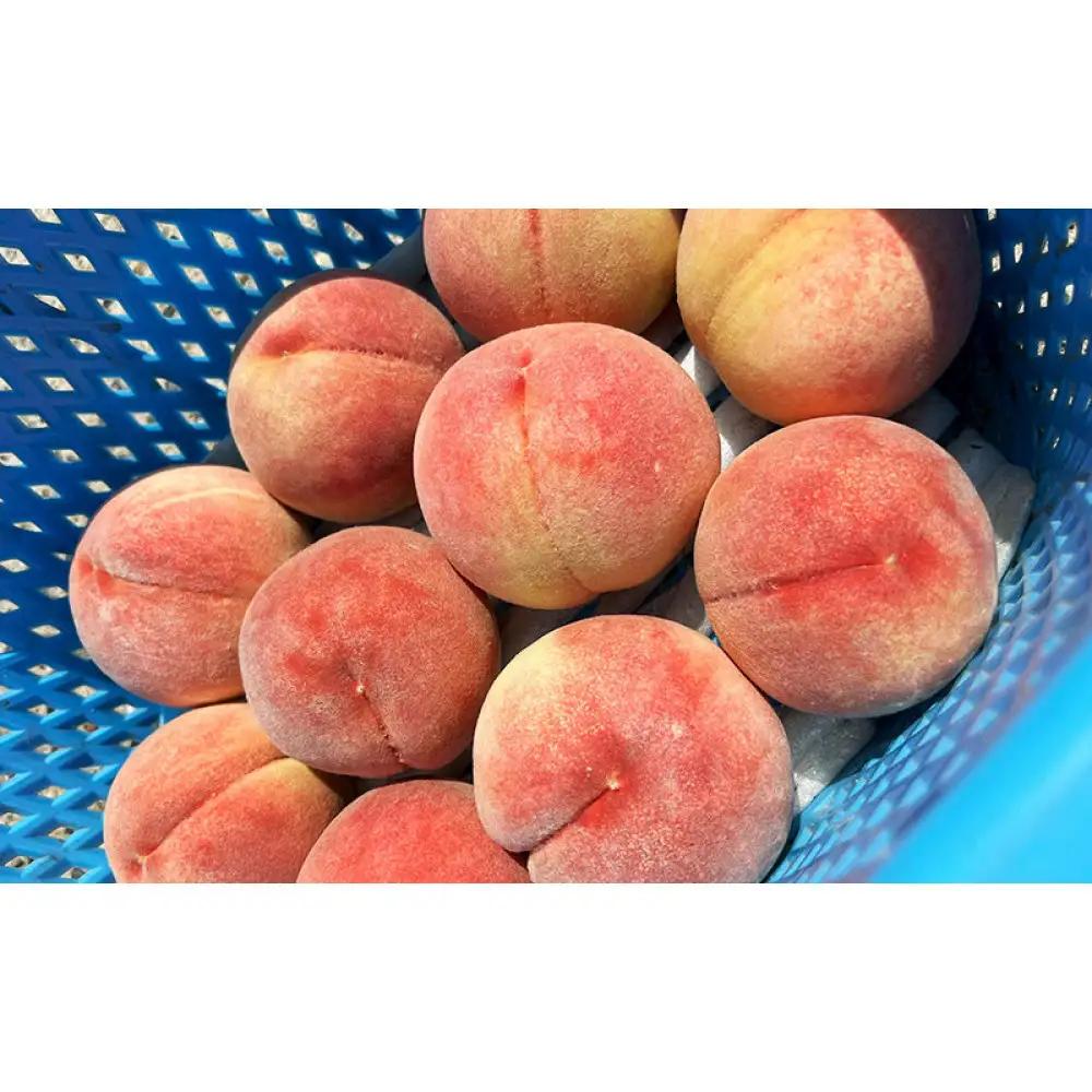 牧野果樹園　川中島白桃約３kg（8～10玉） |桃 フルーツ