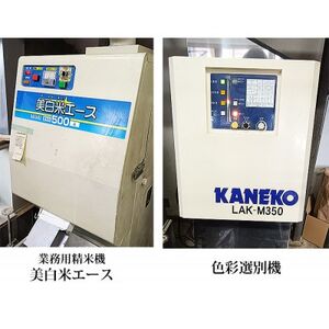 【だて正夢】宮城県産 令和7年産 精米 10kg(5kg×2袋)【1700766】