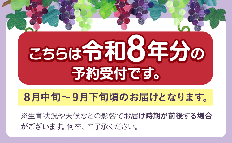 巨峰 ぶどう 2kg (約4～5房) ブドウ フルーツ 葡萄《8月中旬-9月下旬頃出荷》 直鞍農業 協同組合 ---skr_cjakyoho_k8_26_14000_2kg---