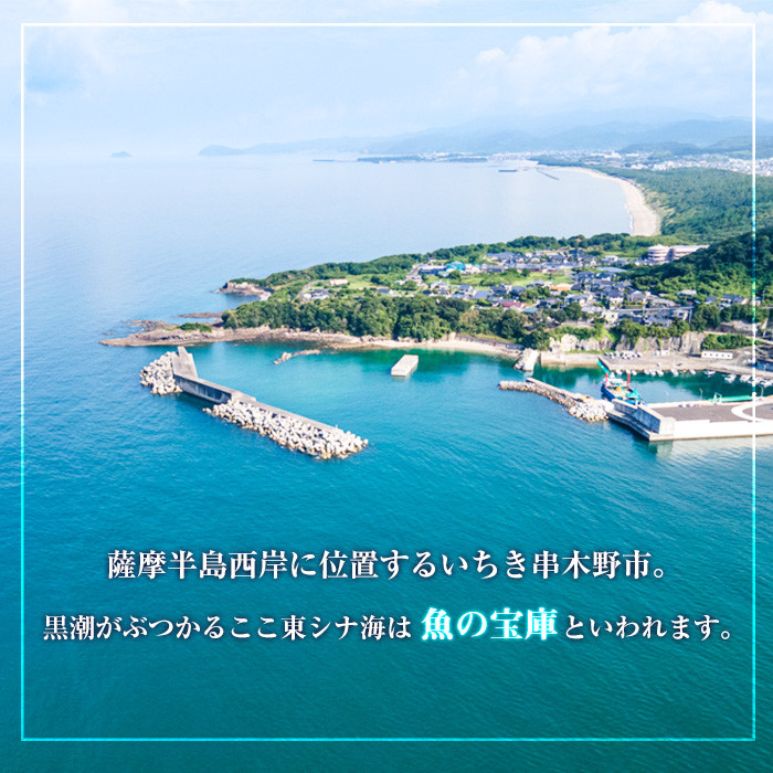 朝獲れ鮮魚の詰め合わせセット！鹿児島県いちき串木野より海鮮を産地直送【えびす市場】【A-1769H】