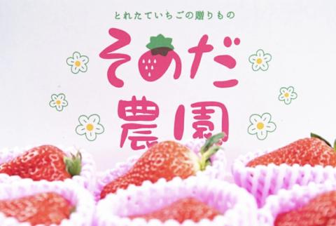 ゆうべにいちご 計約1kg（約250g×4パック）いちご 苺 熊本県菊池市産