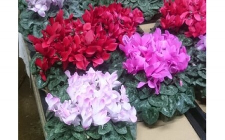 高橋園芸の秦野の花　シクラメン（5号）006-16-1