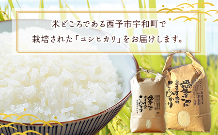 ＜令和7年産 西予市宇和町産 コシヒカリ 約10kg＞ お米 コメ こめ 白米 精米 単一原料米 ご飯 白飯 ごはん 穀物 コシヒカリ こしひかり 朝食 特産品 愛媛県産 西予市産 宇和町産 三好フク