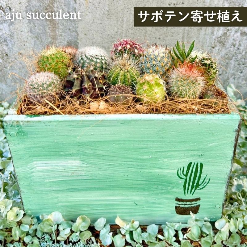 【ふるさと納税】サボテンの寄せ植えアレンジ ／ aju succulent 植物 インテリア ガーデニング 15種 そのまま飾れる プレゼント ギフト 奈良県 葛城市