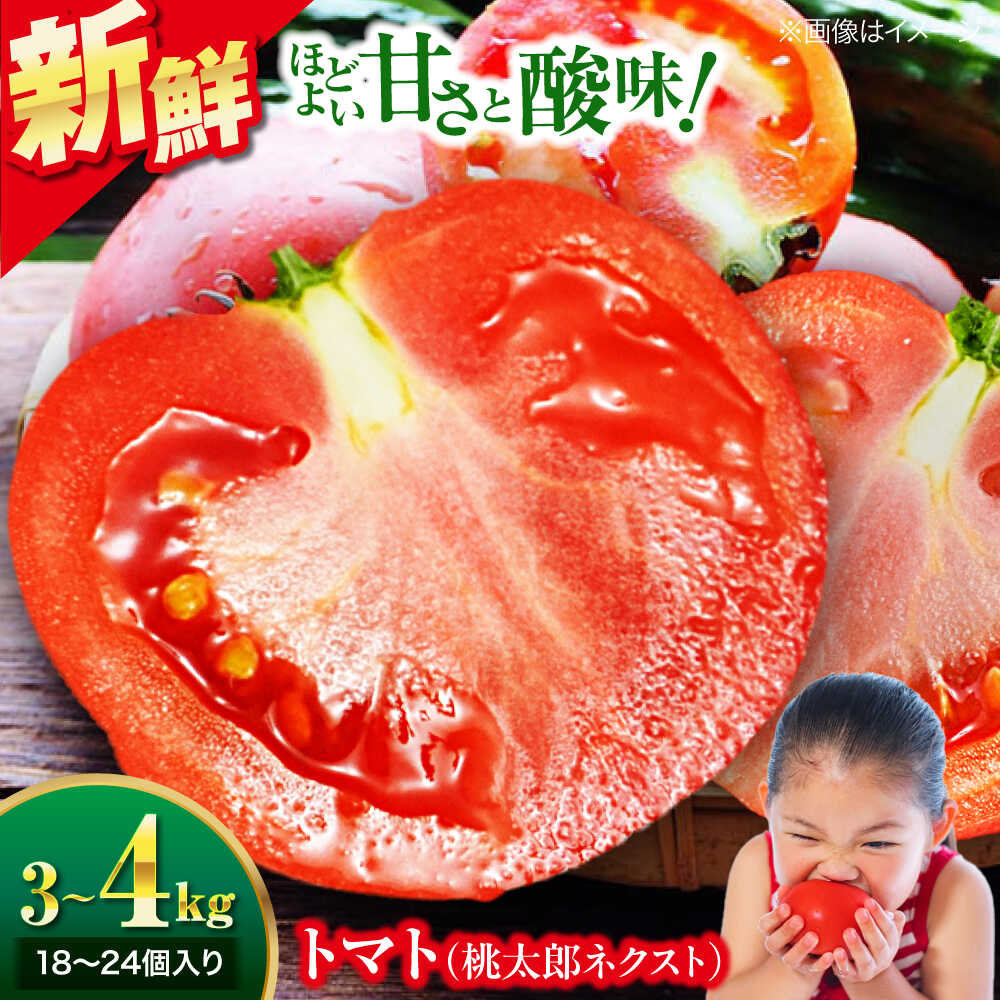 【ふるさと納税】トマト 【2026年4月中旬から順次発送】 桃太郎ネクスト 18〜24個入り（約3〜4kg） 国産 サラダ 料理用 春野菜 大洲市/にのみや農園[AGDG007] とまと くだもの 果物 フルーツ 野菜 やさい 新鮮 愛媛県産 大洲市産 おすすめ 人気 お取り寄せ 送料無料