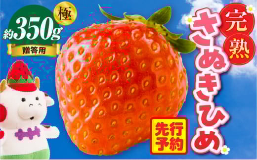 贈答用 完熟さぬき姫 極み 約350g | いちご 苺 さぬき姫 さぬきひめ 香川県オリジナル 希少 甘い 完熟 フルーツ 果物 旬 香川県 三木町 |_mk035-003