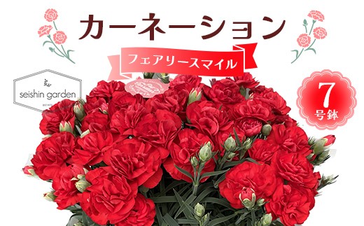 
            【2026年5月10日母の日】贈答用カーネーション フェアリースマイル7号鉢  2026年5月5日から順次発送 母の日 花 フラワー 鉢植 植物 贈り物 プレゼント ギフト 埼玉県 本庄市 F5K-598
          