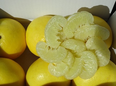 【早期予約 2026年2月下旬より順次発送】土佐文旦 6kg 柑橘 文旦 高知県 文旦 須崎市文旦  HNT011