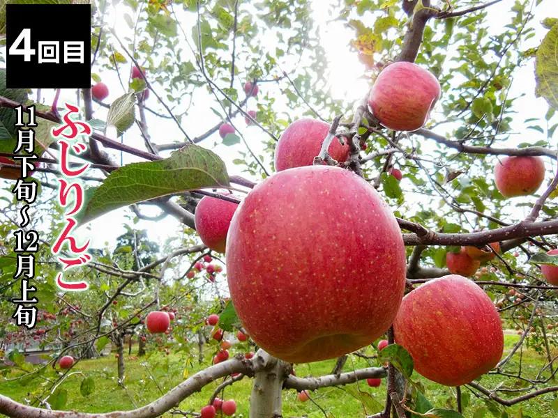【定期便】【令和8年産先行予約】 山形県鶴岡産 旬のお楽しみフルーツセット(果物) 　【和梨・シャインマスカット・ラ・フランス・庄内柿・りんご 】(計4回、5種) 　産直あぐり