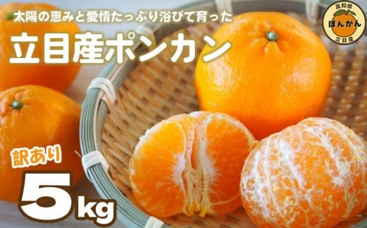 立目産 ポンカン 訳あり 5kg サイズ混合 家庭用 立目 ブランド 果物 フルーツ 冬 柑橘 2026年 収穫分 みかん 蜜柑 デザート 高知県 須崎市 AF001