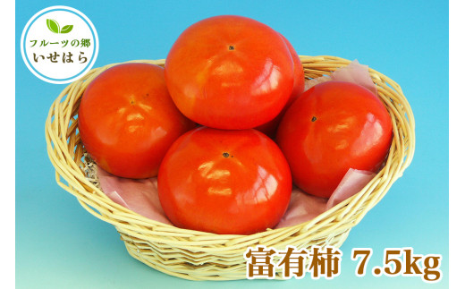 [2026年11月中旬以降発送 数量限定] 2026年産フルーツの郷いせはら 富有柿 7.5kg｜先行予約 [1188]
