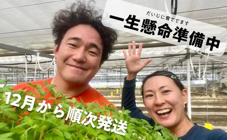 【先行予約・2025年12月】産地直送 個性派 フルーツトマト 1kg　日高みよし農園 大玉トマト 個性派トマト 新鮮トマト 1キロ