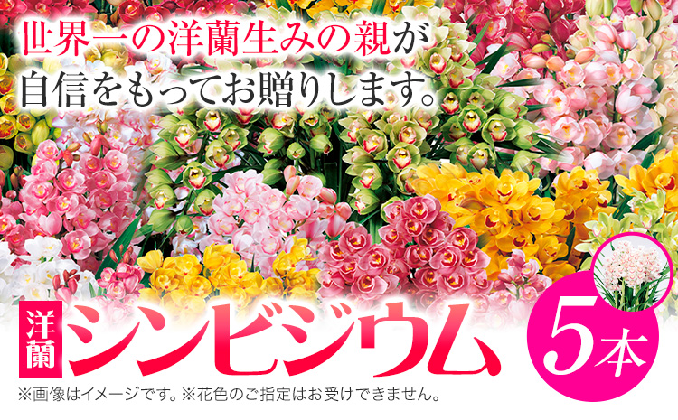 洋蘭 シンビジウム 5本 株式会社 河野メリクロン あんみつ館《12月上旬‐3月上旬頃出荷》蘭 ラン 洋ラン シンビジューム 世界一 花 鉢 記念日 送料無料 徳島県 美馬市 【配送不可地域あり】(北海道)